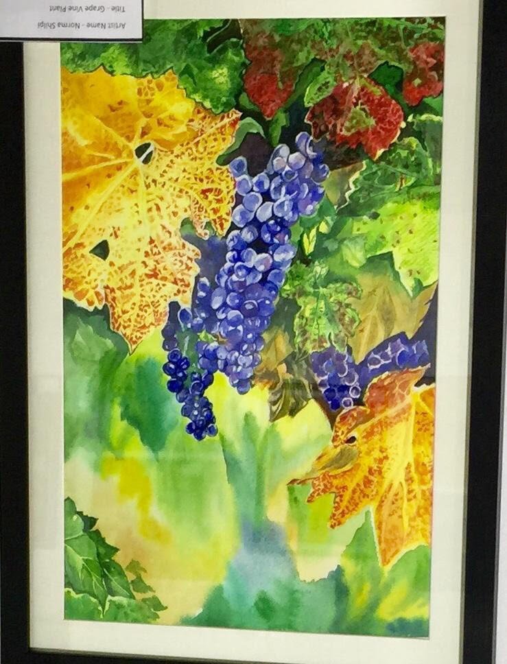 grape vine plant- shilpi